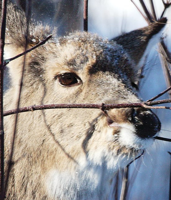 Learn To Attract More Wildlife The Timberjay